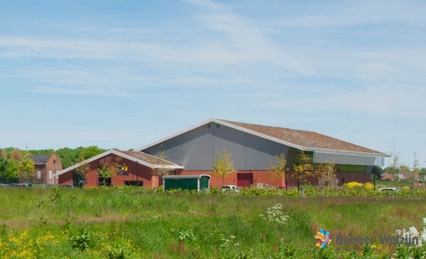 Rietkraag in Oostwold